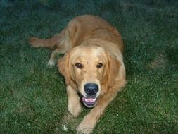 golden Retriever dog on Grass