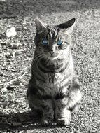 Black and white photo of the cat with the blue eyes
