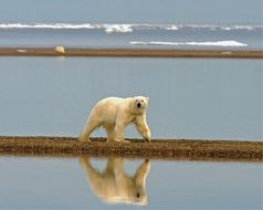 walking polar bear in wildlife