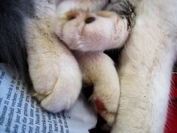 Relaxed cats paws