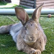 beautiful and cute Hare Rabbit