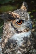 Owl with the feathers