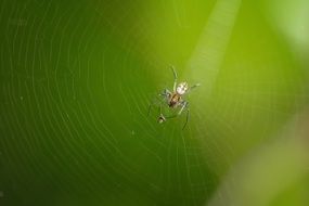 Macro photo of the small colorful spider on the web