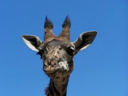 head of a tall giraffe against a blue sky