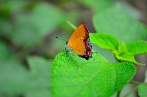 orange butterfly on a leaf close-up on blurred background