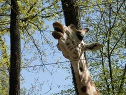 head of a spotted giraffe against a background of trees