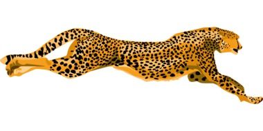 Cheetah Wildcat running Fast vector art