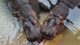Hippos in a water