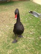 black Swan Bird