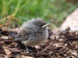 small grey Bird on dry leaves close-up on blurred background