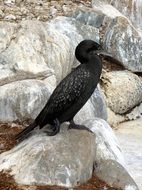 incredible Cormorant Black