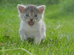 meowing kitten on the grass