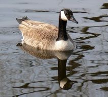 canadian goose on a pond closeup