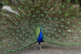 amazing peacock in spring dress