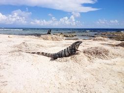 charming Iguana Animal