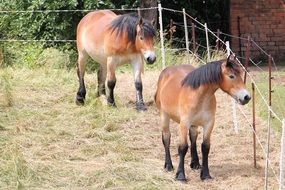 horses in the pen near the fence