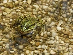 green frog in shallow water
