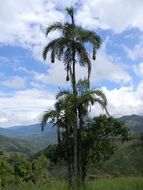 Golden oriole on the high tree