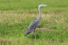 photo of grey heron on the green field