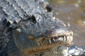 jaws of an aligator close up