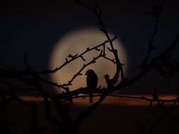 Bird is sitting against moon in night