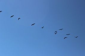 flock of birds in flight in a clear blue sky