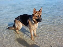 German shepherd on the river bank