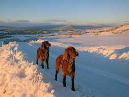 dogs in winter in Dalsbygda