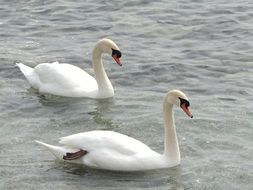 two white swans on a calm lake