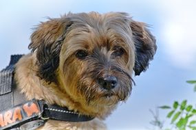 Tibetan Terrier on a leash