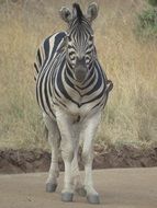 Young zebra lives in the African Savannah