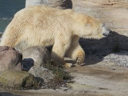 charming Polar Bear