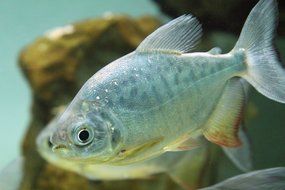 enchanting Fish Aquarium