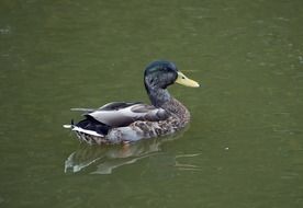wild duck on the water close up