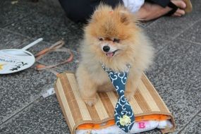 Dog Pet Cute