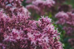 Honey bee on a blossoming lilac
