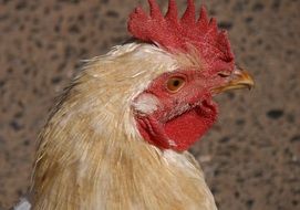 white chicken head