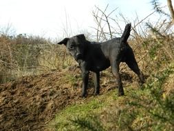 black terrier on the hunting