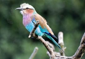 lilac bird with a multi-colored breast