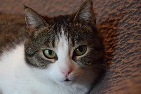 photo of a domestic young cat