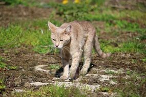 thin homeless cat