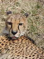 Funny cheetah in the wildlife