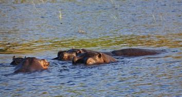 hippos swim in the river