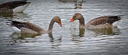 gray geese swimming in the pond