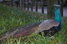 beautiful peacock at the wooden fence at dusk