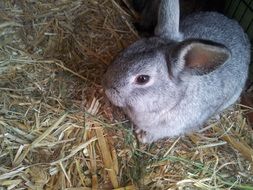 cute dwarf bunny