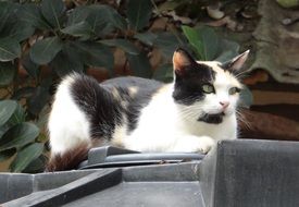 Beautiful cute black and white cat near the plant in India
