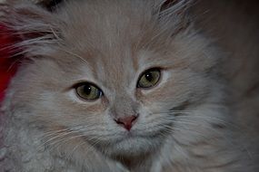 stunningly beautiful Fluffy Cute cat