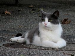 gray-white cat on the pavement