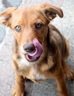 brown puppy with a long pink tongue